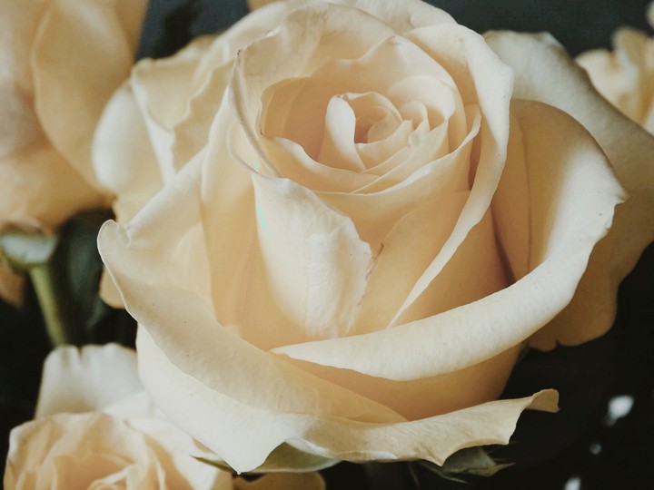 Pastel roses