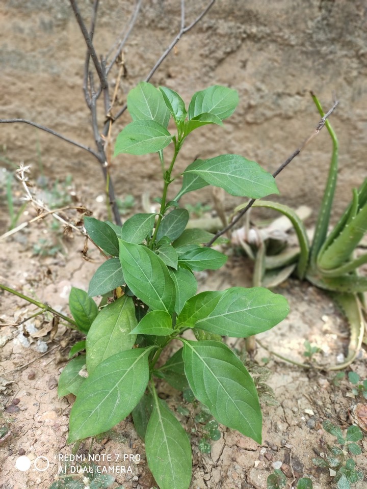 summer plant