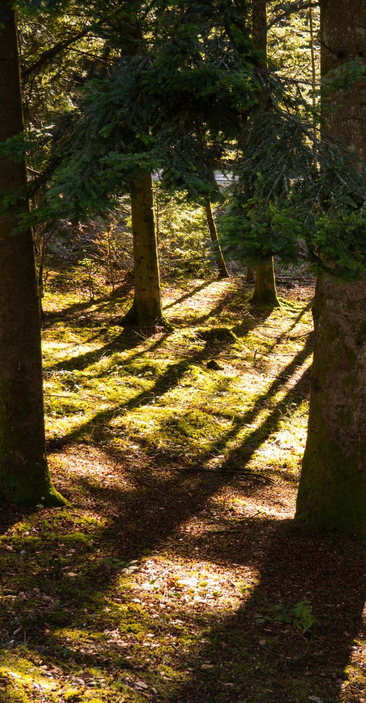 GREEN TREES / LES ARBRES VERTS