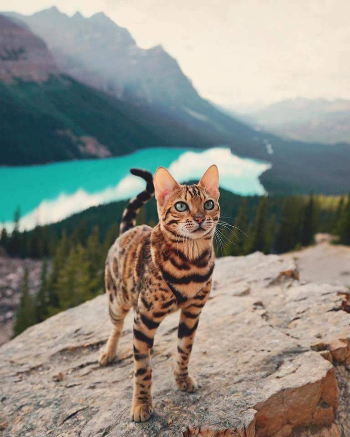 little cat