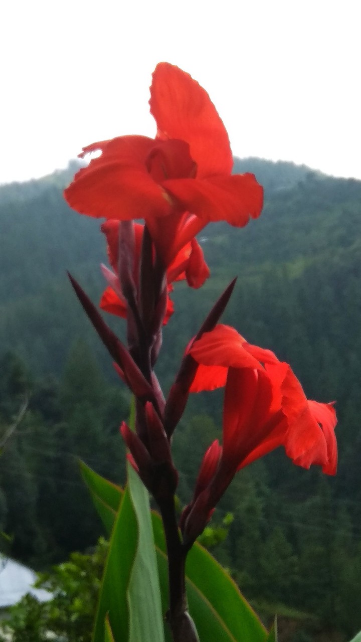 Flower