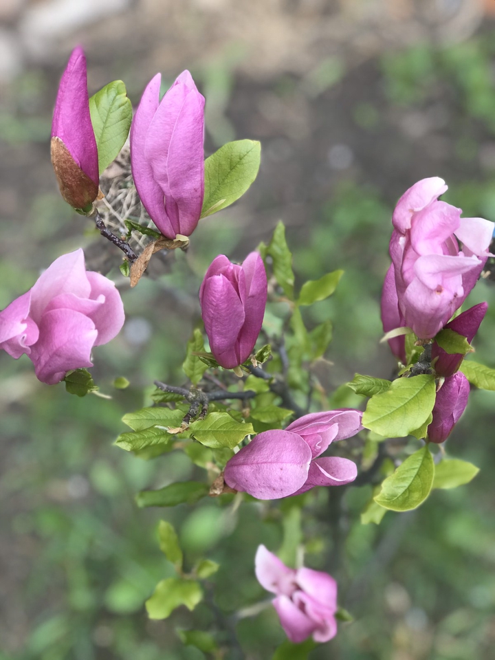 Spring