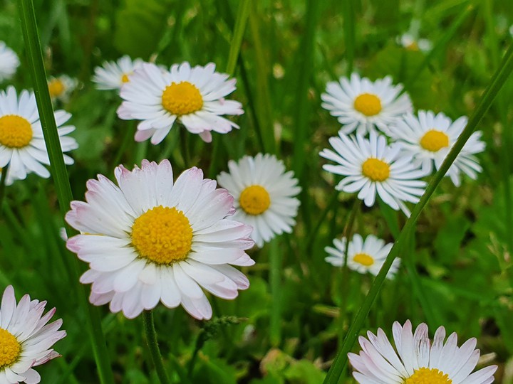 daisies
