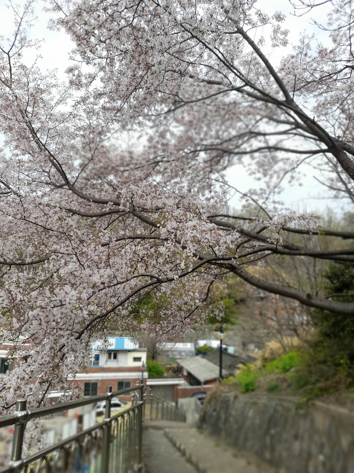 봄이 지나갔넹...