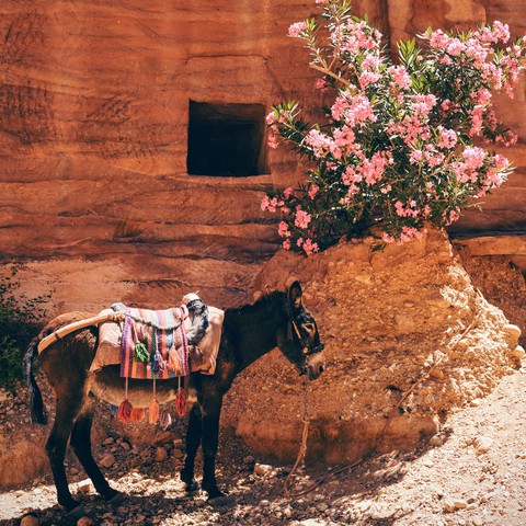 horse, flower वॉलपेपर