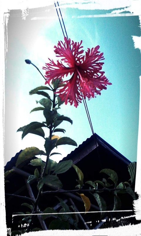 обои houseplant, plant