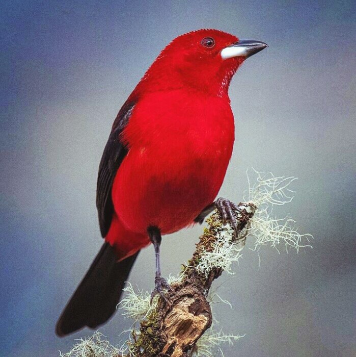 bird