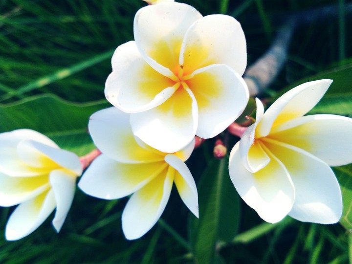 Flowers