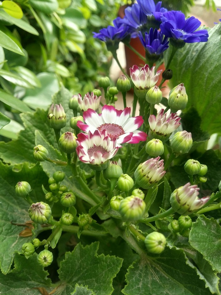 flowers