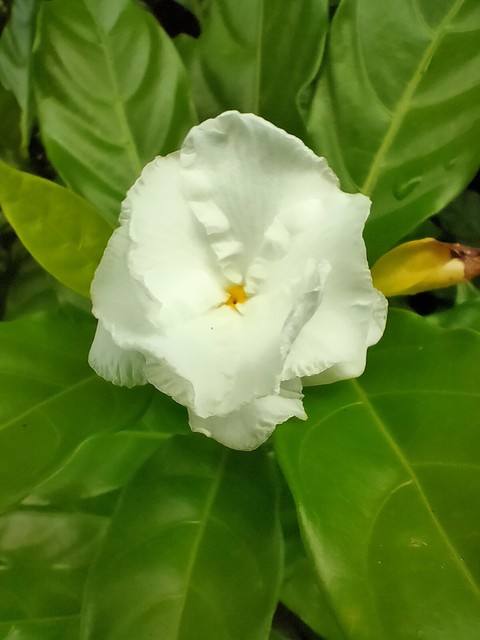 white bomb
