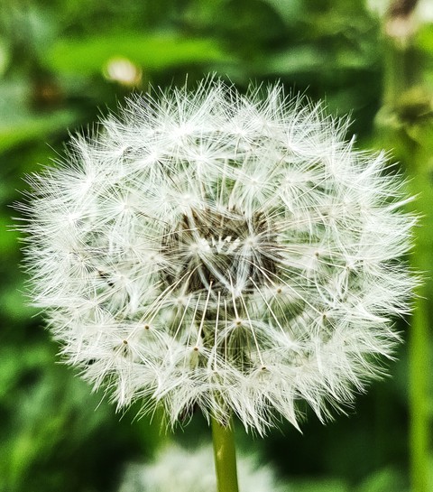 Blume