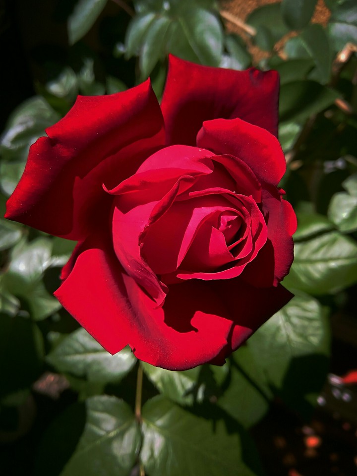 Rosa Roja