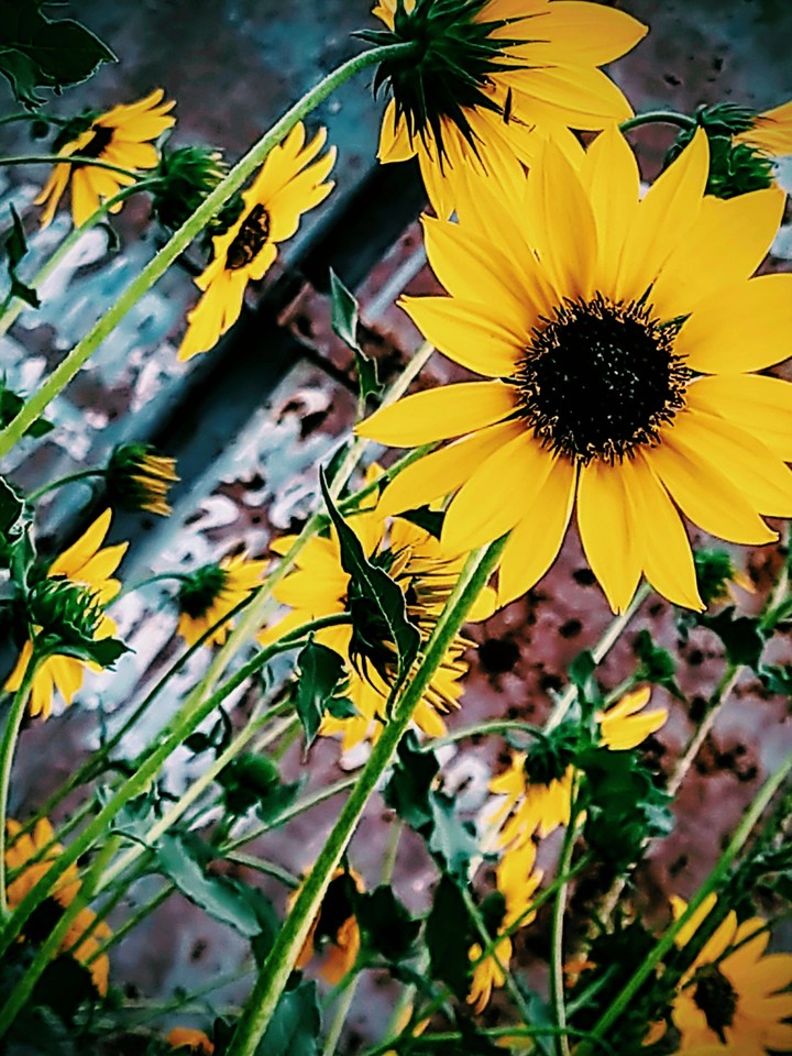 flowers