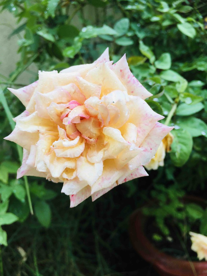 roses