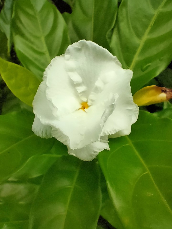 white bomb