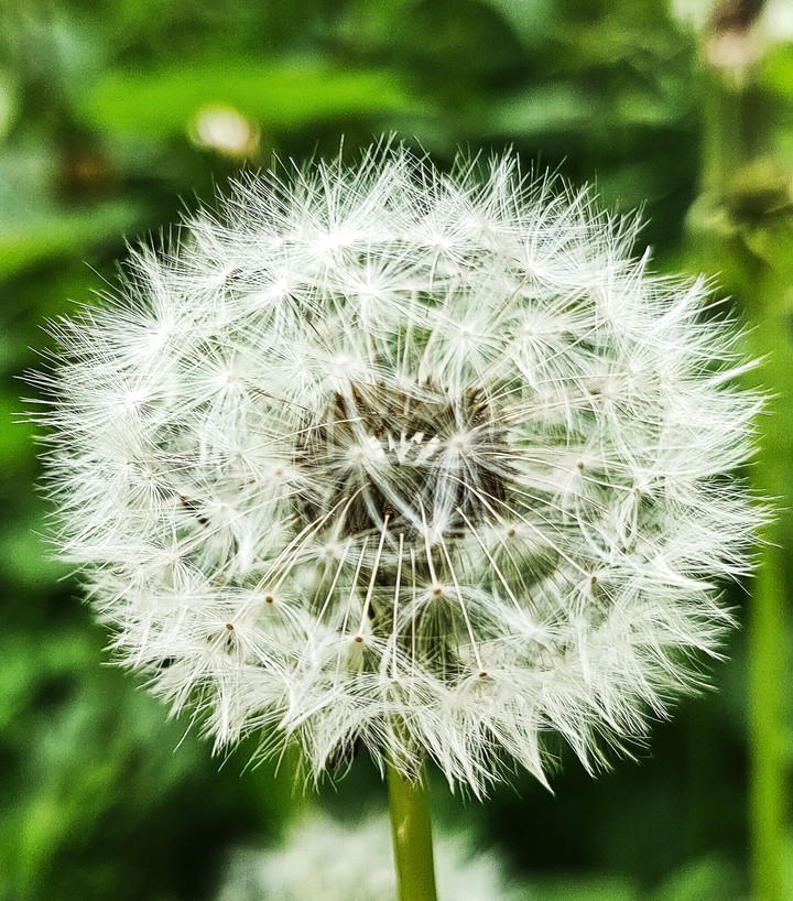 Blume