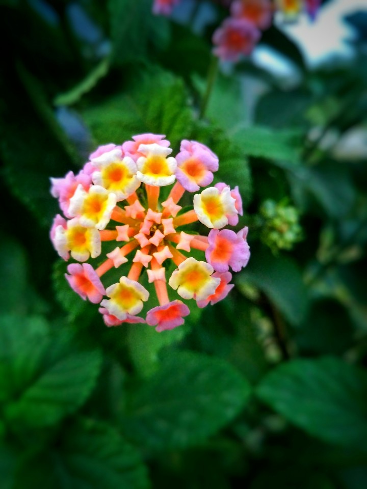 nice flowers