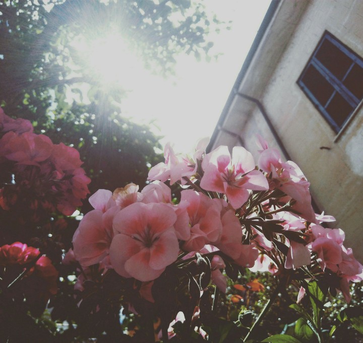 sunny