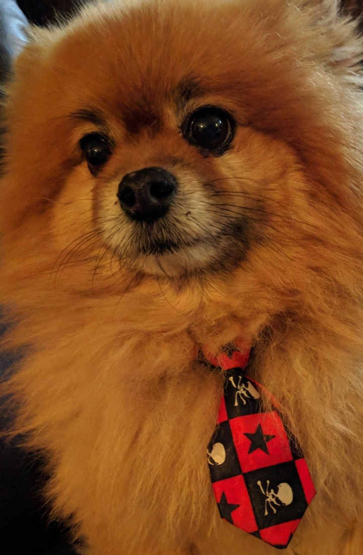 Fancy doge
