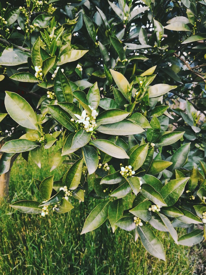 Orange Blossom