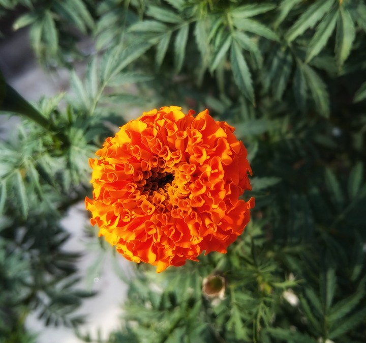 #marigold flower#depth of beauty#simple to extraordinary