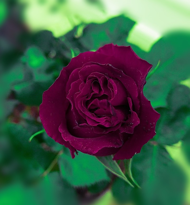 rose