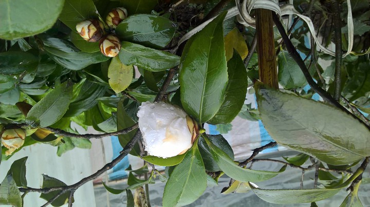 Camellia