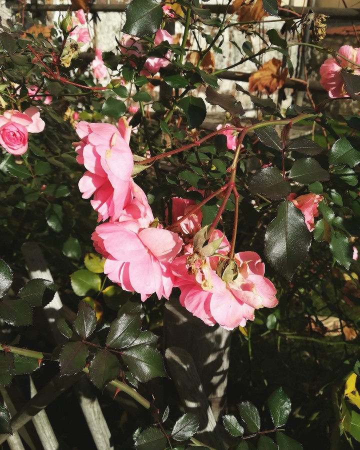 ❀ Flower
