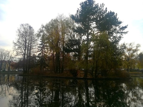 Tree canopy in the winter