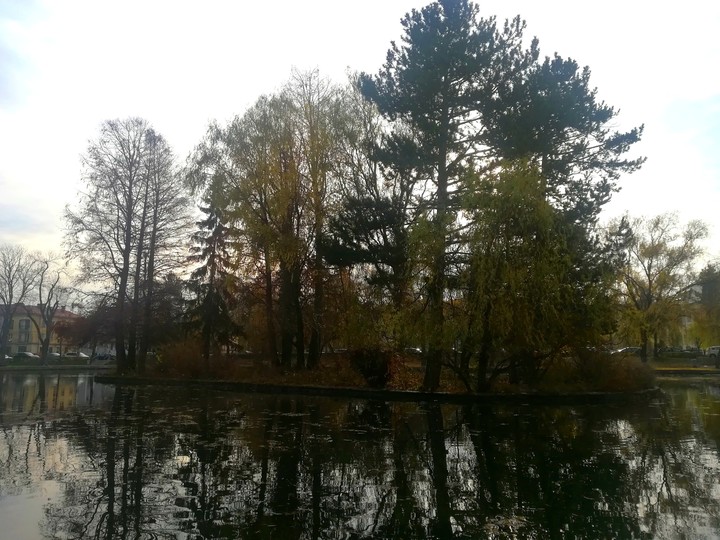 Tree canopy in the winter