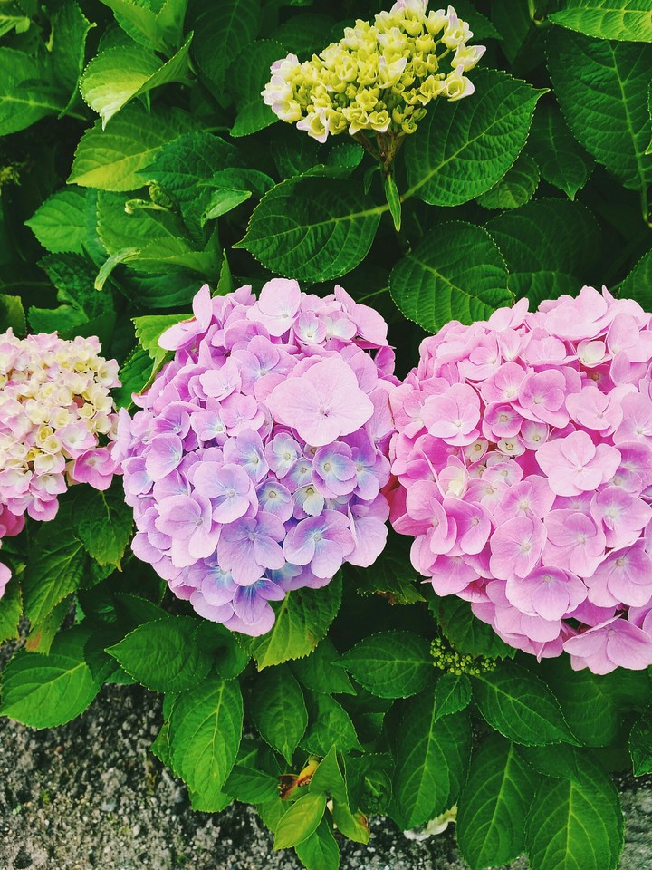 Hydrangea