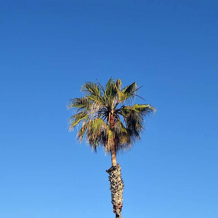 Palm Solo