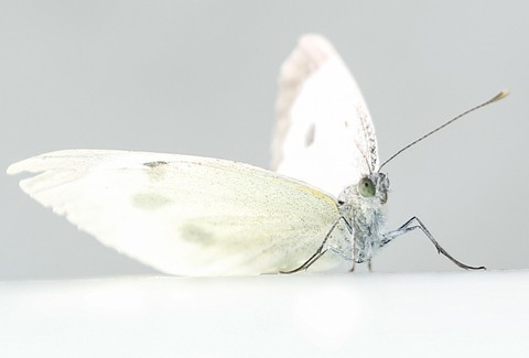 closeup, 特写镜头壁纸