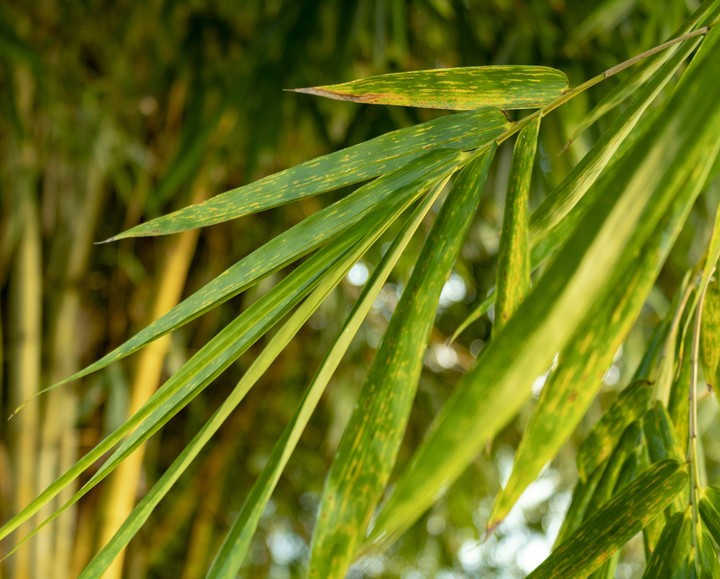 Naturalmente Verde