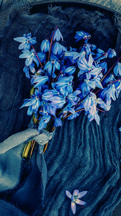 тапети wildflower, flower