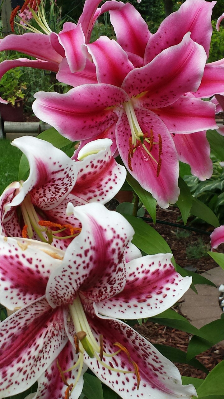 flower