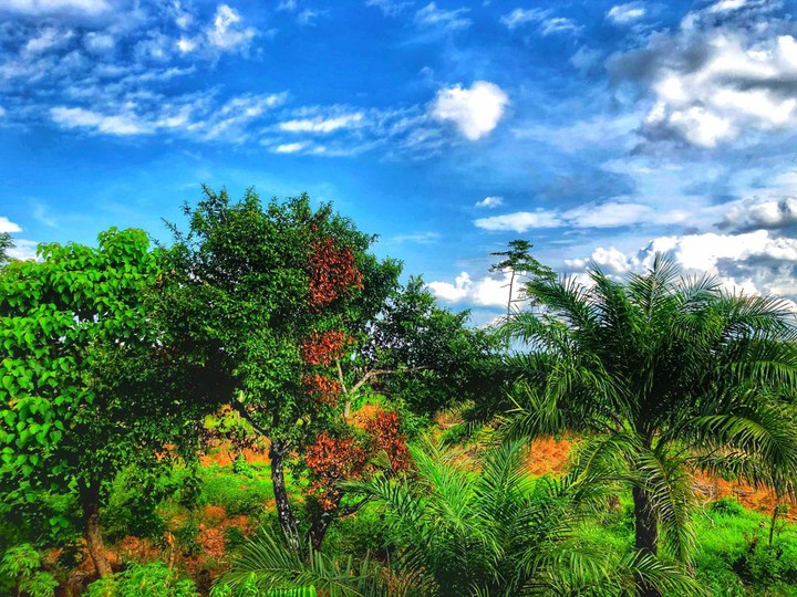 nature