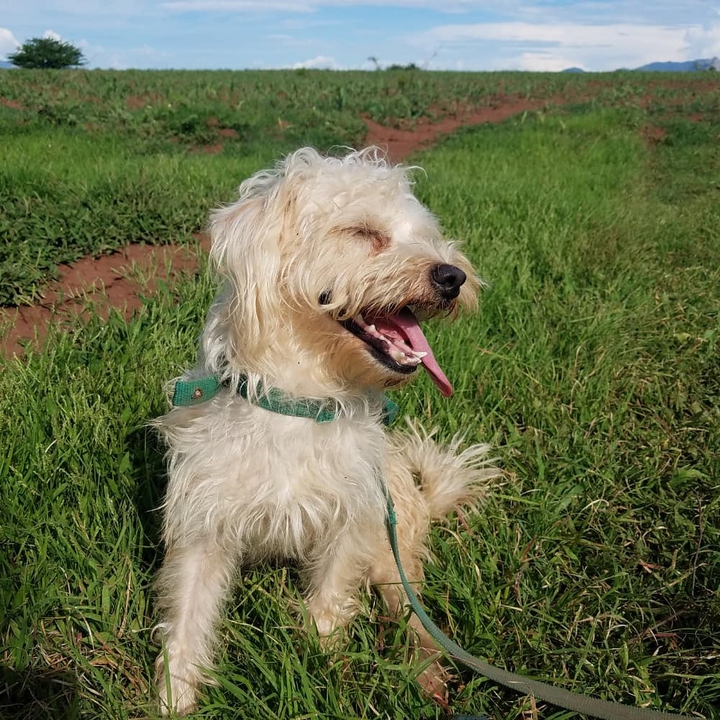 Dog.