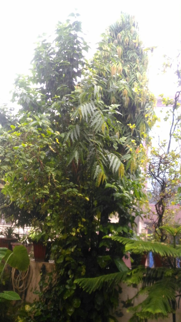 trees the  lifeline #flng t rain #knws ech drp value