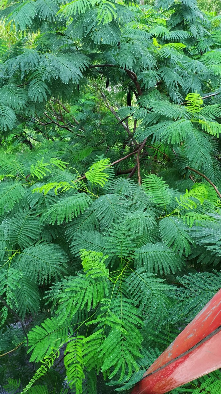 Thorny leaves