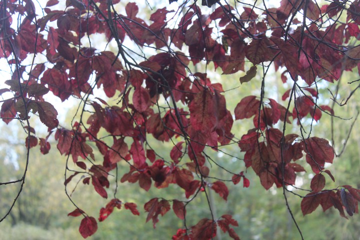 autumn leaves