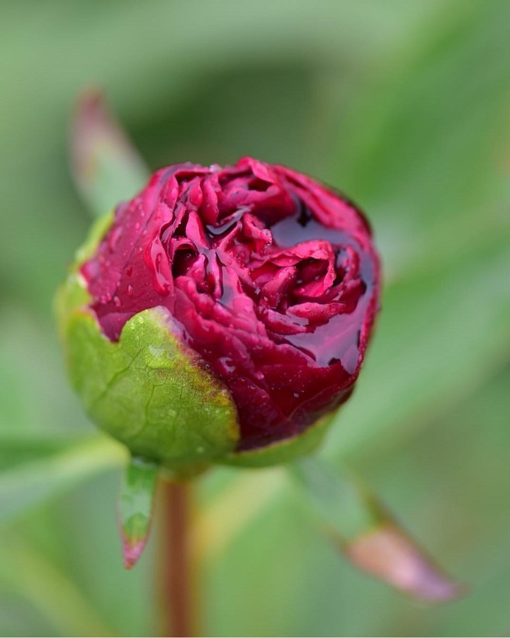 peony