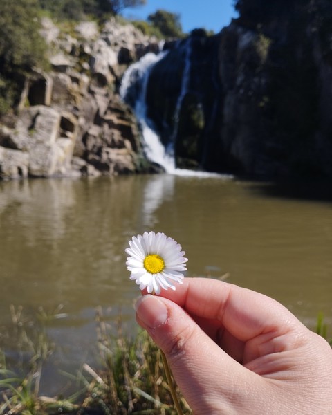 daisy