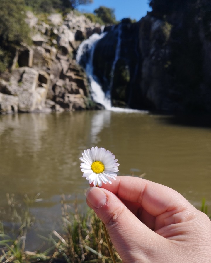 daisy