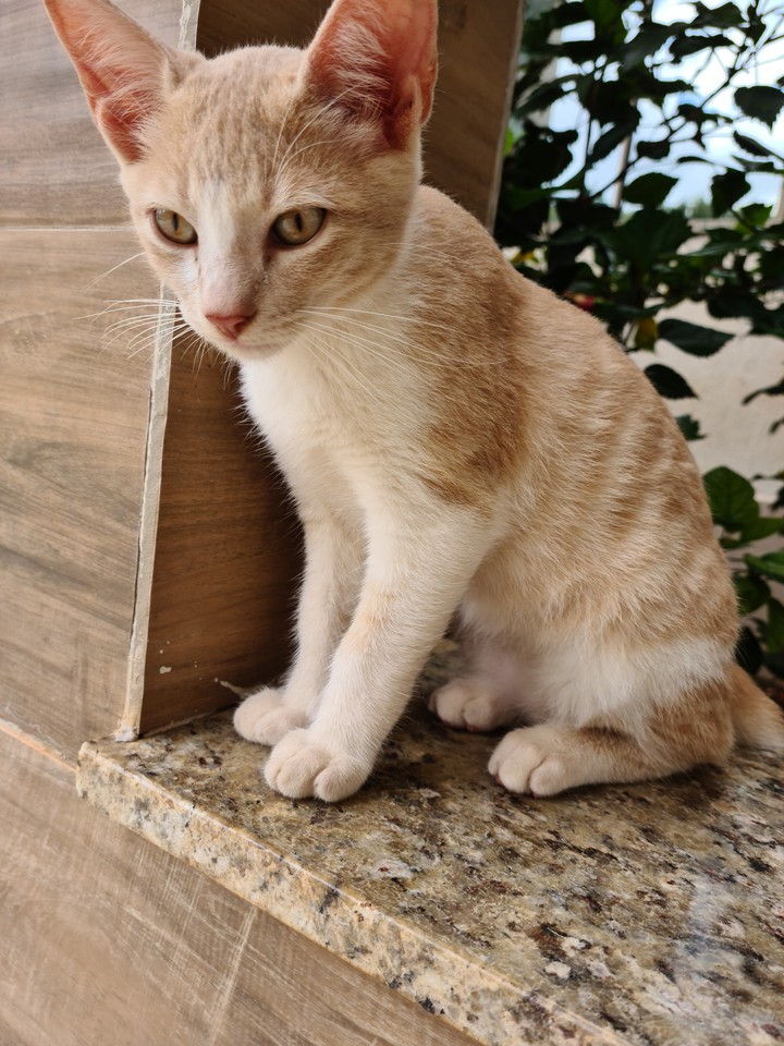 cat