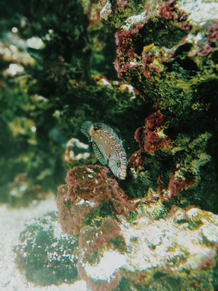 fish
