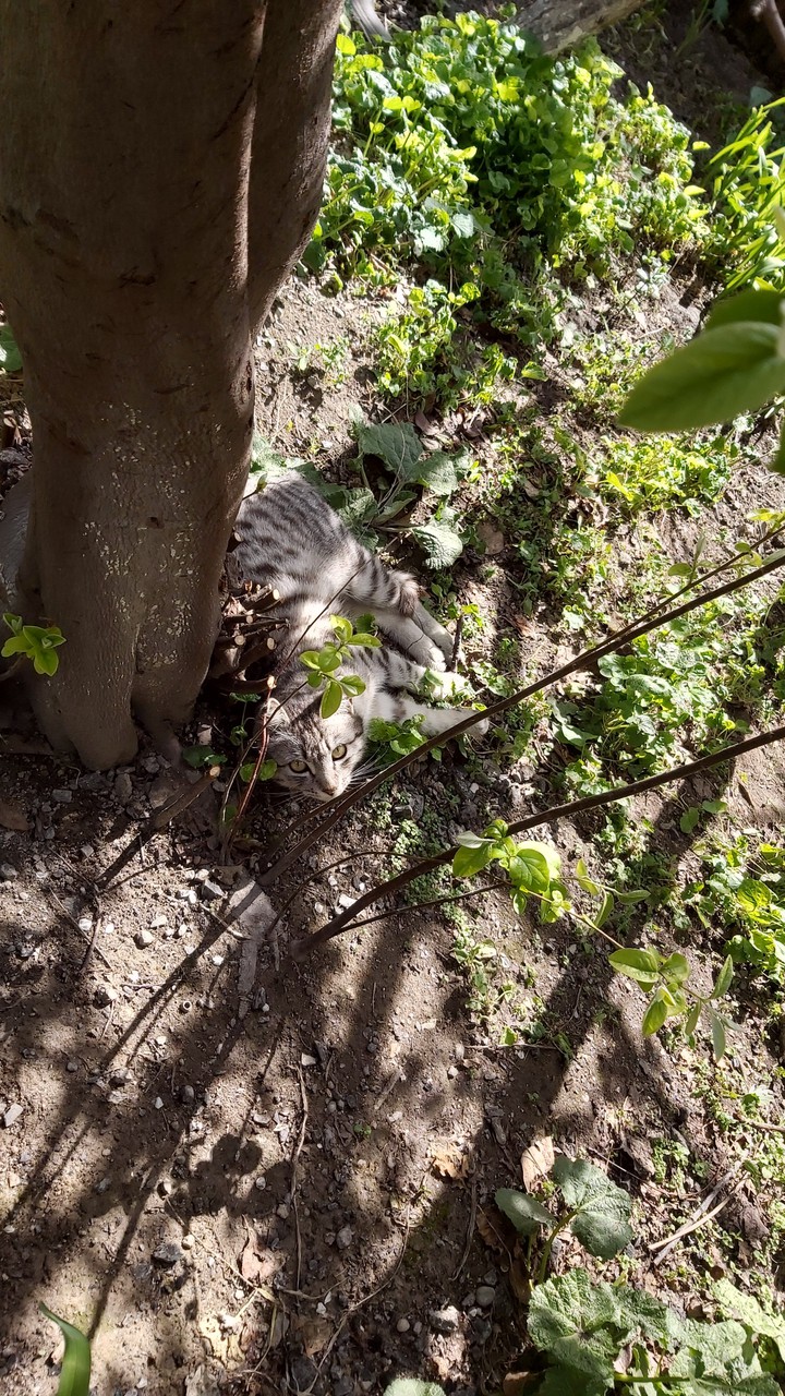 kitty