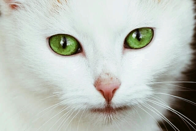 Weiße katze mit grünen Augen