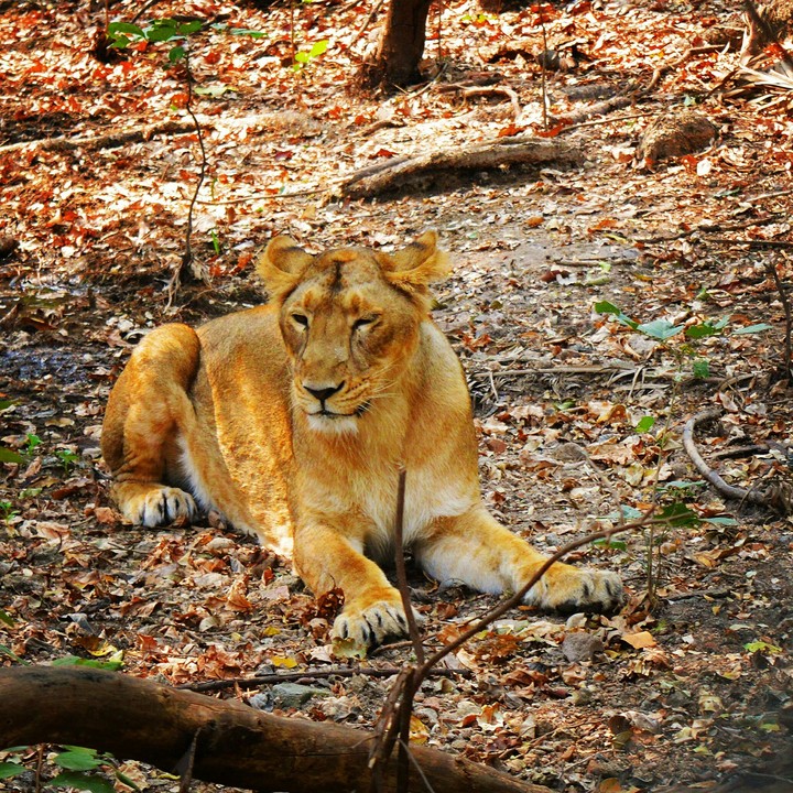 Asian lion..!!