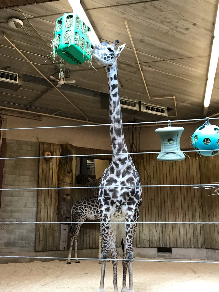 Giraffe’ing Around ?